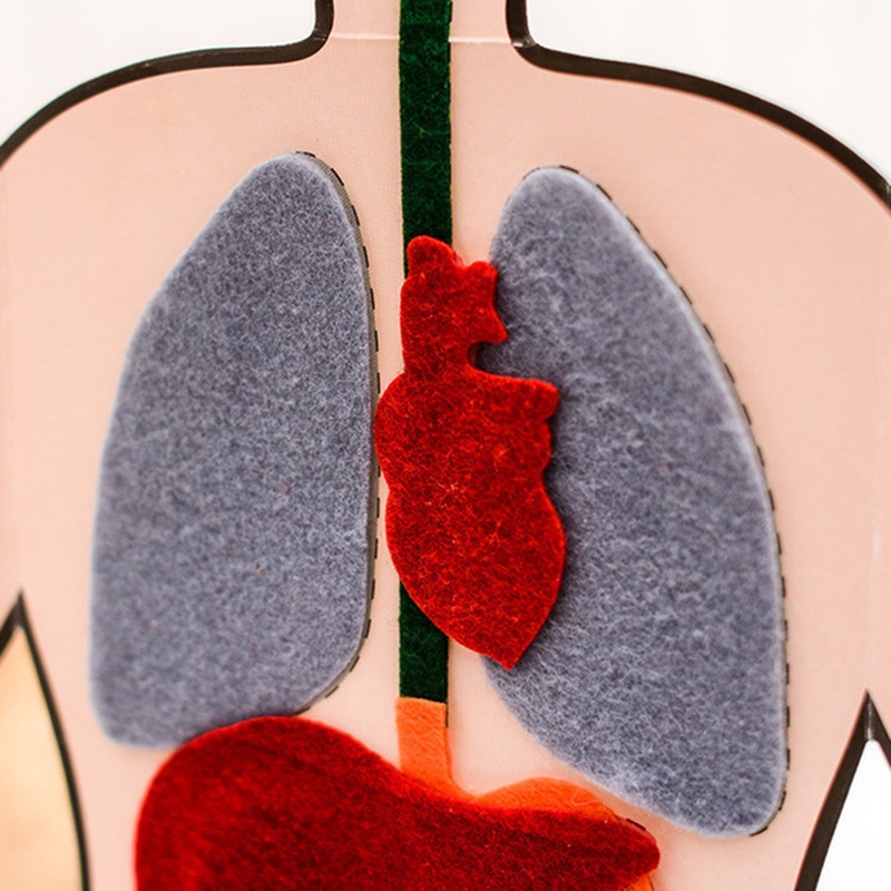 Mô Hình Cơ Thể Người Giáo Dục Khoa Học Cho Bé