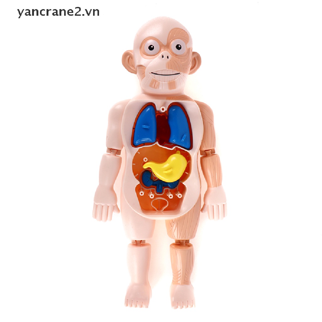 Đồ Chơi Lắp Ráp Cơ Thể Người 3d Montessori DIY Giáo Dục Sớm Cho Bé {yancrane2.vn}