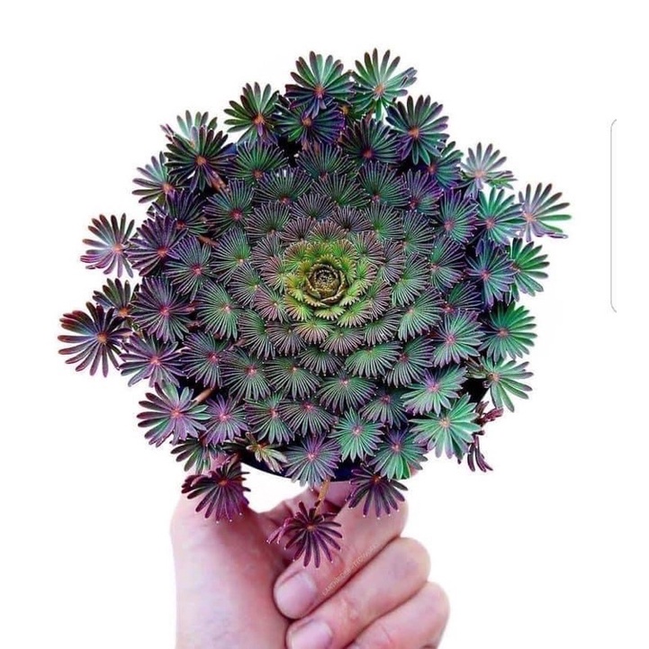 củ giống oxalis cọ  (1 củ)