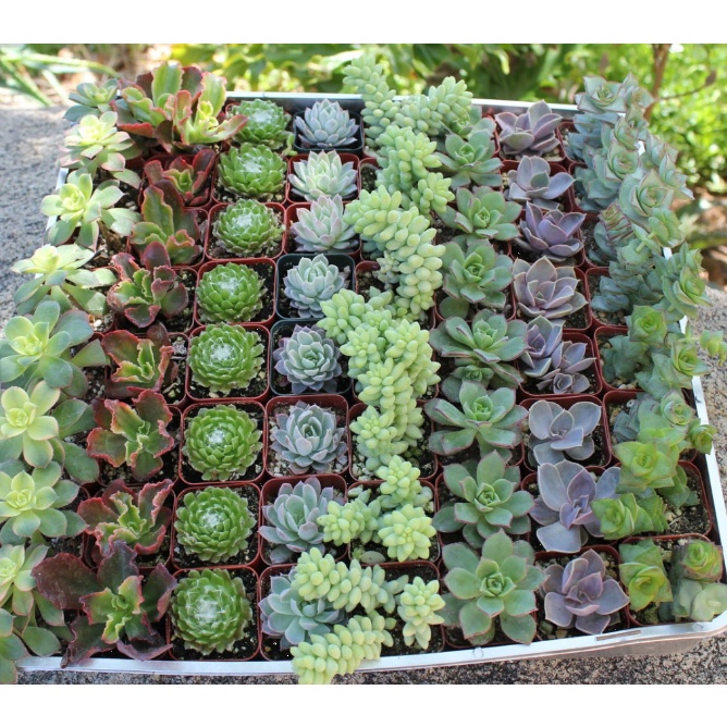 20 Hạt giống Sen đá Kim cương