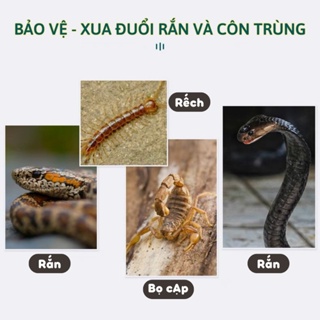 Thuốc đuổi rắn thuốc diệt rắn dạng hạt , an toàn cho người và vật nuôi