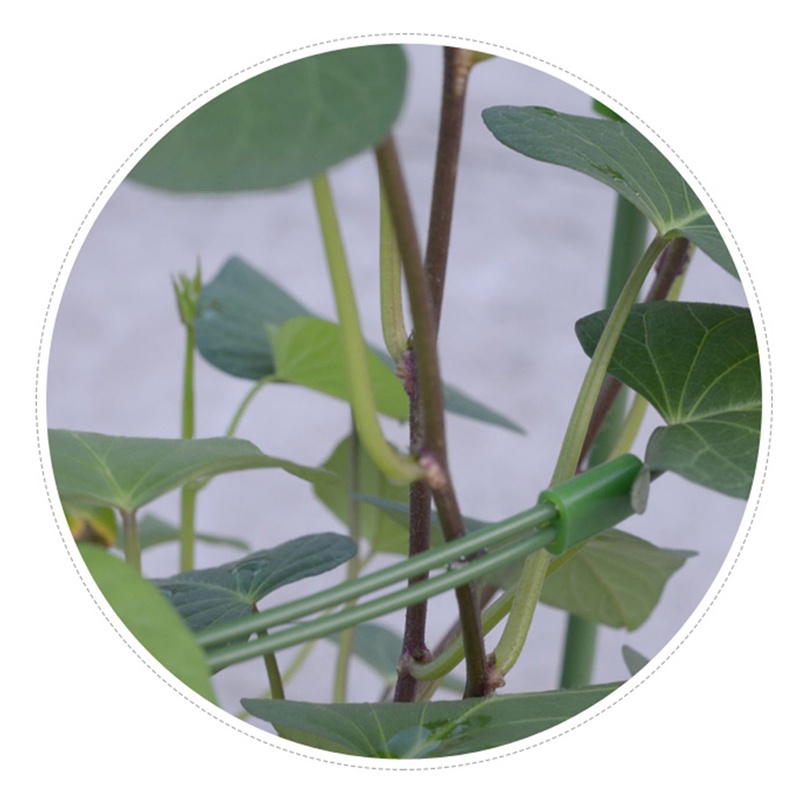 Khung Hỗ Trợ Trồng Cây Dây Leo Tiện Lợi