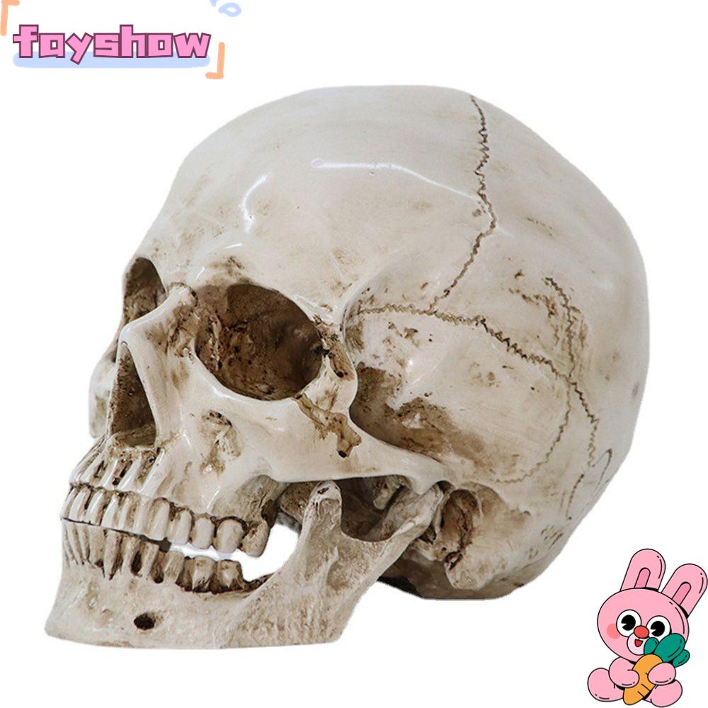 FAY Mô Hình Đầu Lâu Tỉ Lệ 1: 1 Sống Động Chất Lượng