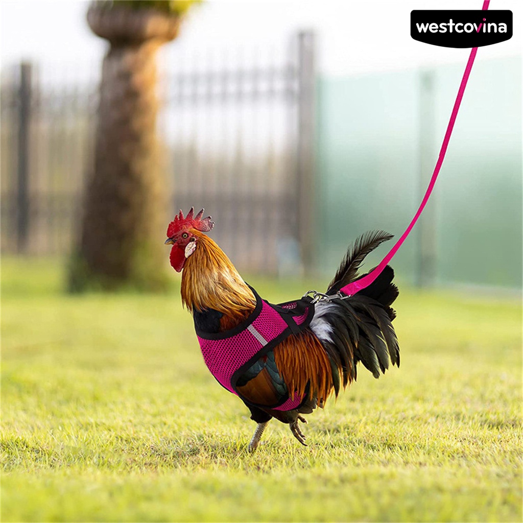 [COD]♞1 Bộ Dây Đai Dắt Gà / Vịt Thoáng Khí Tùy Chỉnh Tiện Dụng Cho Sân Vườn