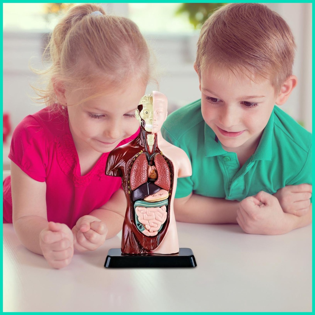 Bộ 6 Mô Hình Cơ Thể Người Torso Bằng PVC Dành Cho Học Sinh