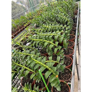 sale 1kg,2kg phân trùn quế dạng viên nén