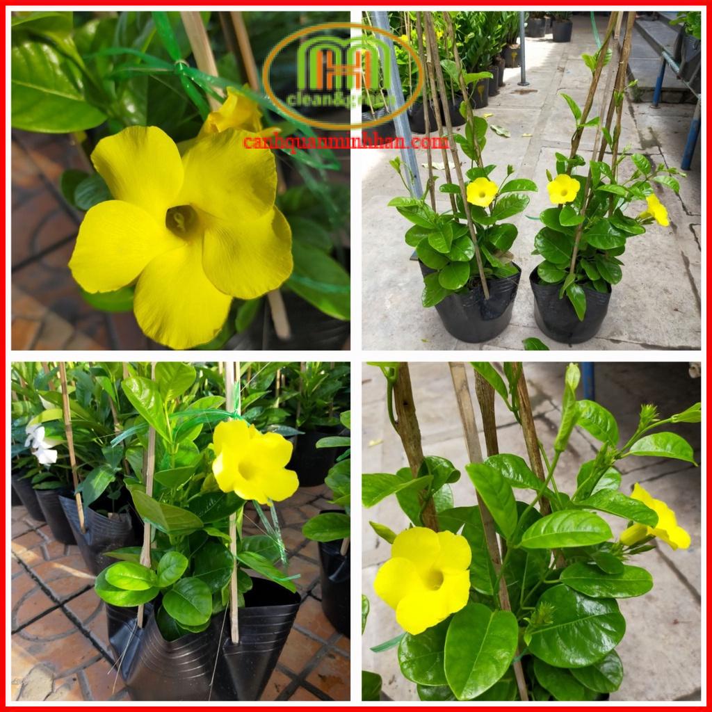 Cây hoa leo dàn quanh năm cây huỳnh đệ người bạn đồng hành lý tưởng cho những người yêu thích trồng vườn, hoặc yêu hoa