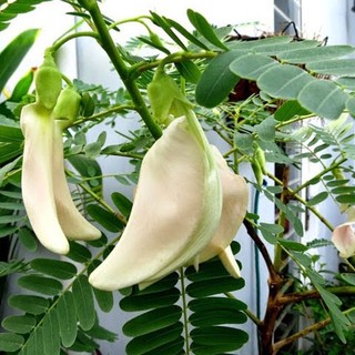 2gr HẠT GIỐNG CÂY SO ĐŨA (vườn ươm eakamart )