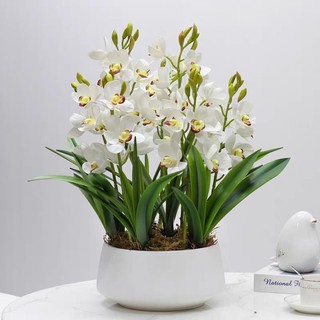 Củ giống hoa lan thanh Nga(1củ)