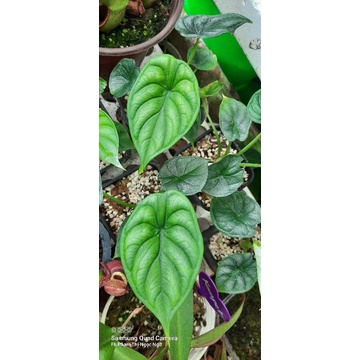 Alocasia dragon scale