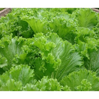 Hạt giống cải bẹ mào gà – 20gram - dễ chăm sóc dễ trồng