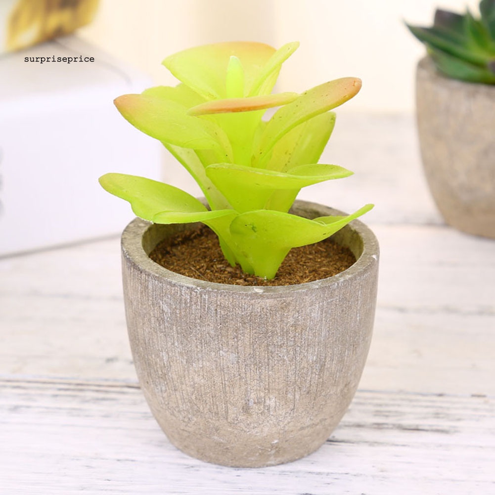 Chậu Cây Cảnh Bằng Bột Giấy Dùng Trang Trí Sân Vườn