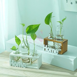 Bình Hoa Thủy Tinh Home Lily's Decor House Trồng Cây Thủy Canh Cắm Hoa Decor Trang Trí Nhà Phòng Khách Không Gồm Hoa