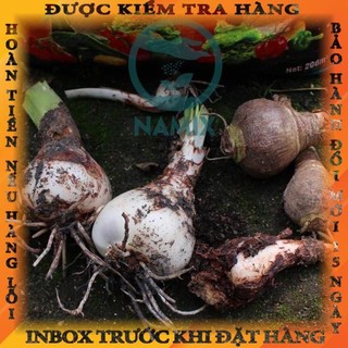 CỦ HOA HUỆ TÂY CÁNH KÉP (MUA 5 TẶNG 2, MUA 10 TẶNG 6)