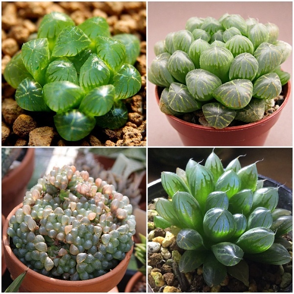 20 Hạt giống Sen đá Kim cương