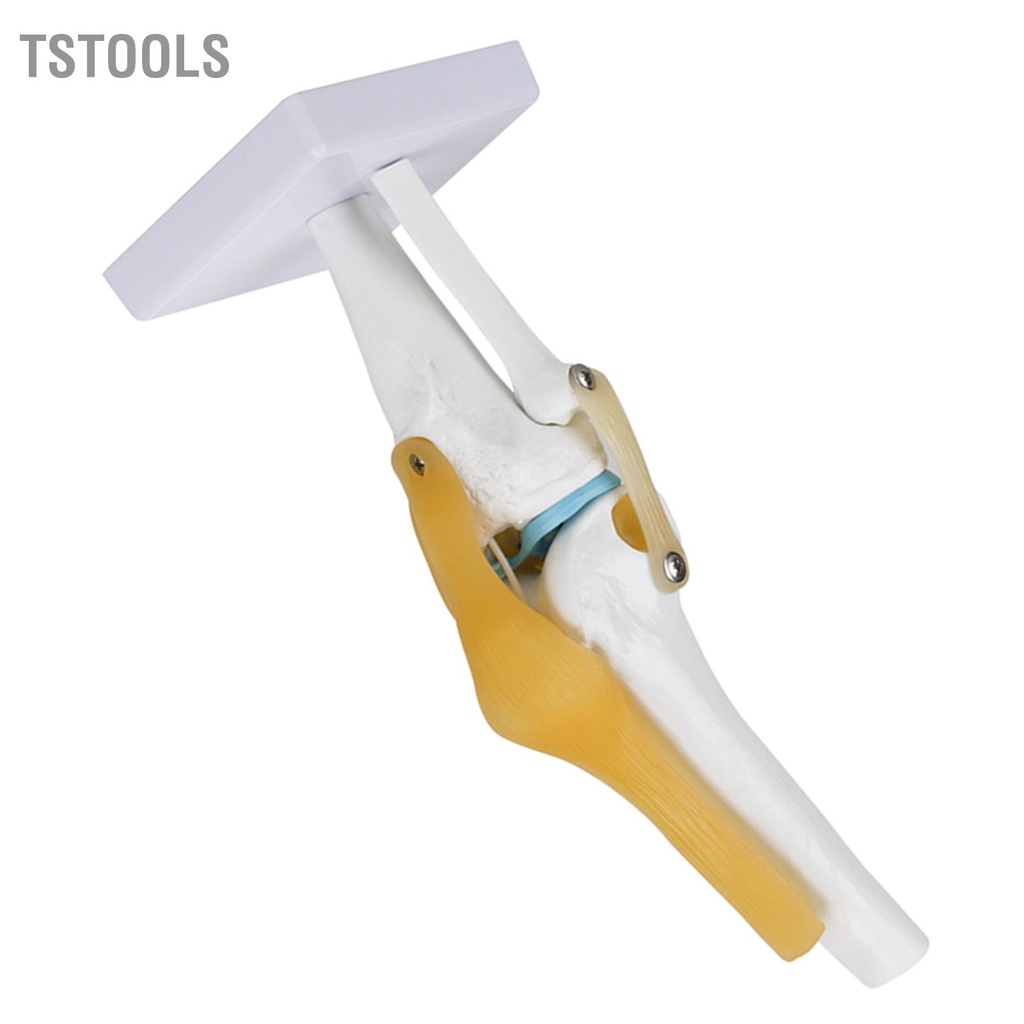 TSTOOLS Mô hình khớp gối của con người có kích thước thật cho nghiên cứu giải phẫu bộ xương Dạy với mô dây chằng