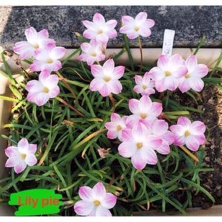 20 CỦ HUỆ MƯA MIX MÀU- CỦ SIZE TO