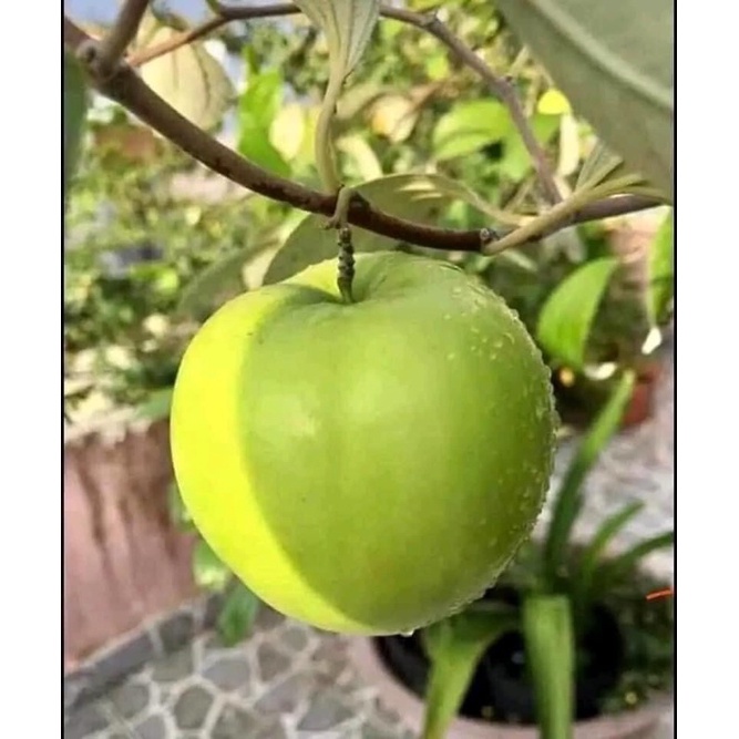 Cây giống TÁO THÁi siêu ngọt F1. 6 tháng cho quả