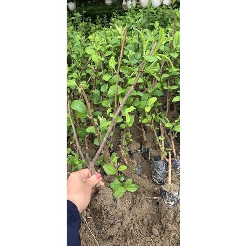 Cây giống TÁO THÁi siêu ngọt F1. 6 tháng cho quả