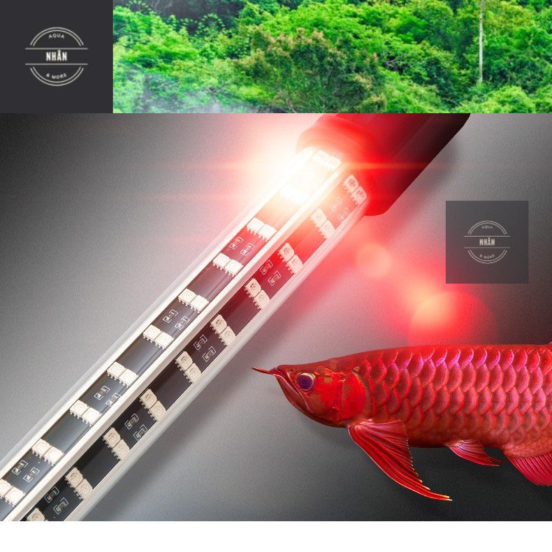 Đèn Led Cá Rồng - Đèn KÍCH MÀU cá RỒNG - LA HÁN - HỒNG KÉT - Nhhân Aqua- Giao hàng cực nhanh !