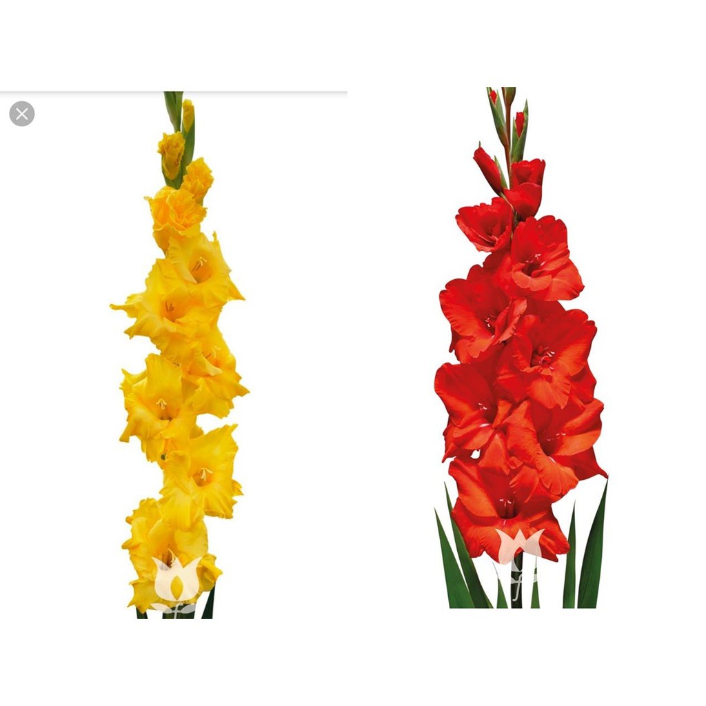 Combo 20 củ giống hoa lay ơn ( Đỏ + Vàng ) - Hoa to đẹp, Dễ trồng, Lâu phai