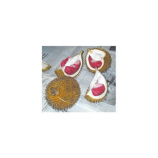 CÂY GIỐNG SẦU RIÊNG RUỘT ĐỎ (chi lăng shop 47)