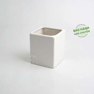 Chậu cây cảnh hình chữ nhật để bàn làm việc, văn phòng, trong nhà đẹp - trồng kim tiền, phát tài, phát lộc