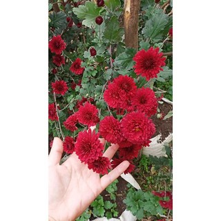 Hoa Cúc cổ Sơn La - cây giống trong bầu,rễ khỏe phát triển ổn định
