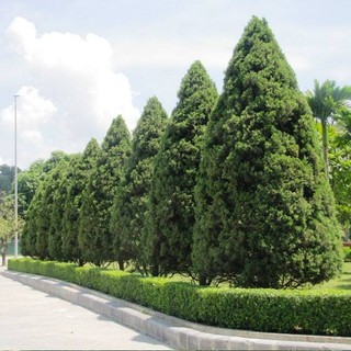 Cây tùng tháp lùn bonsai - cây lớn