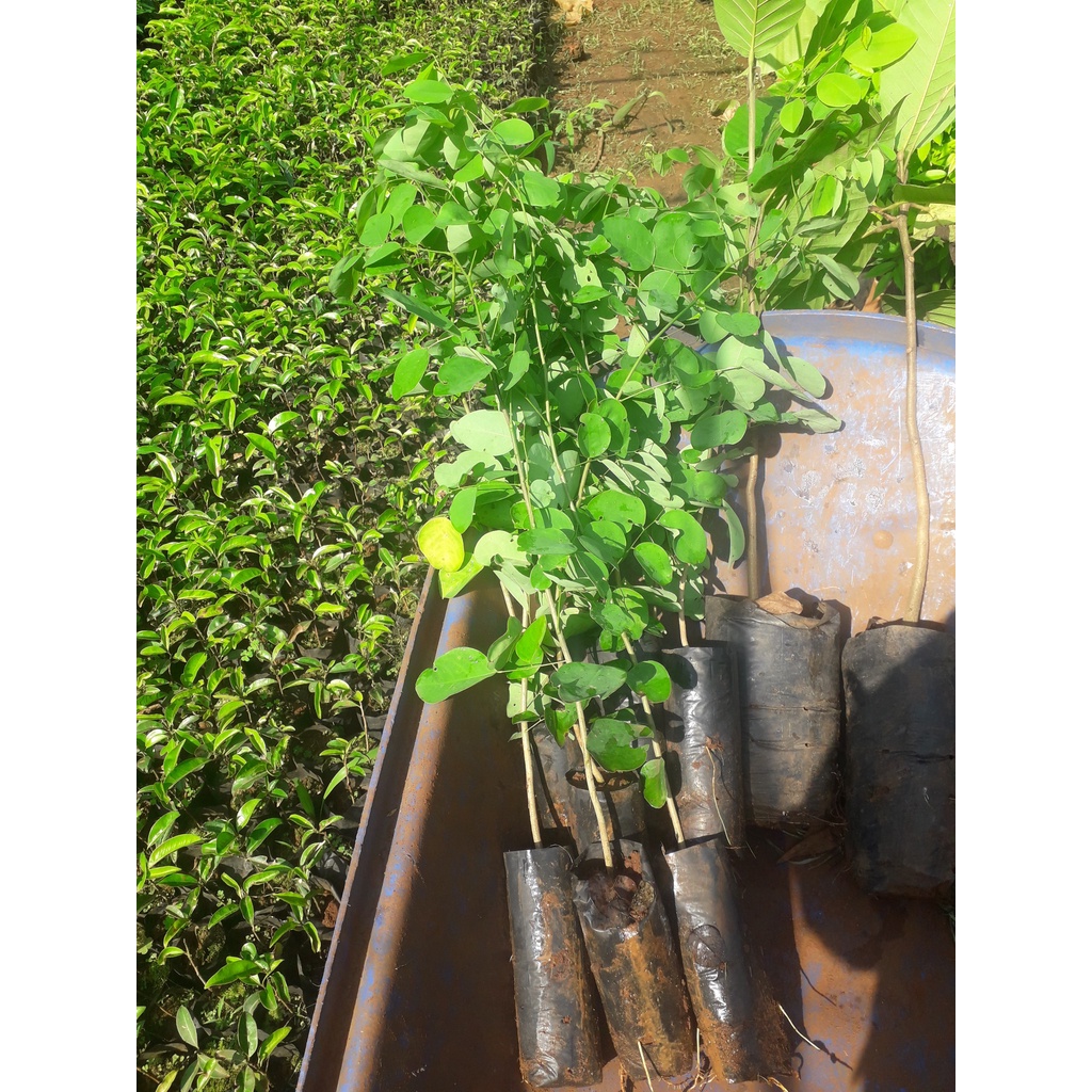 CÂY GIỐNG TRẮC ĐỎ [ CÂY KHỎE CAO ~1M  ] (GHN Express)