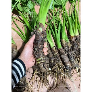 ráy voi làm cảnh (củ giống đẹp)