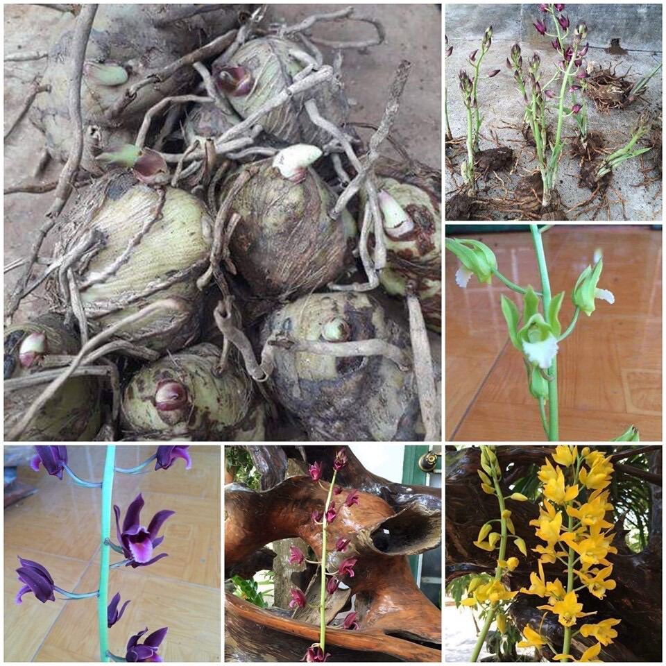 Củ hoa địa Lan luân HOA TẾT