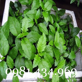 Cây kim thất tai tốt cho hô hấp, tiêu hóa 04cây mới