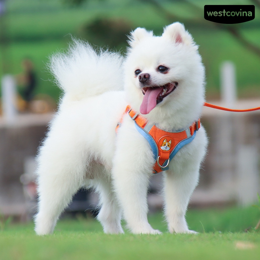 [COD]♞Set 2 Dây Dắt Thú Cưng Đi Dạo Chống Cút Thiết Kế Phản Quang Thoáng Khí