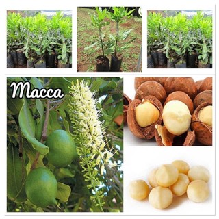 Cây giống mắc ca a16 cây ghép cao 1,5 m. . ()