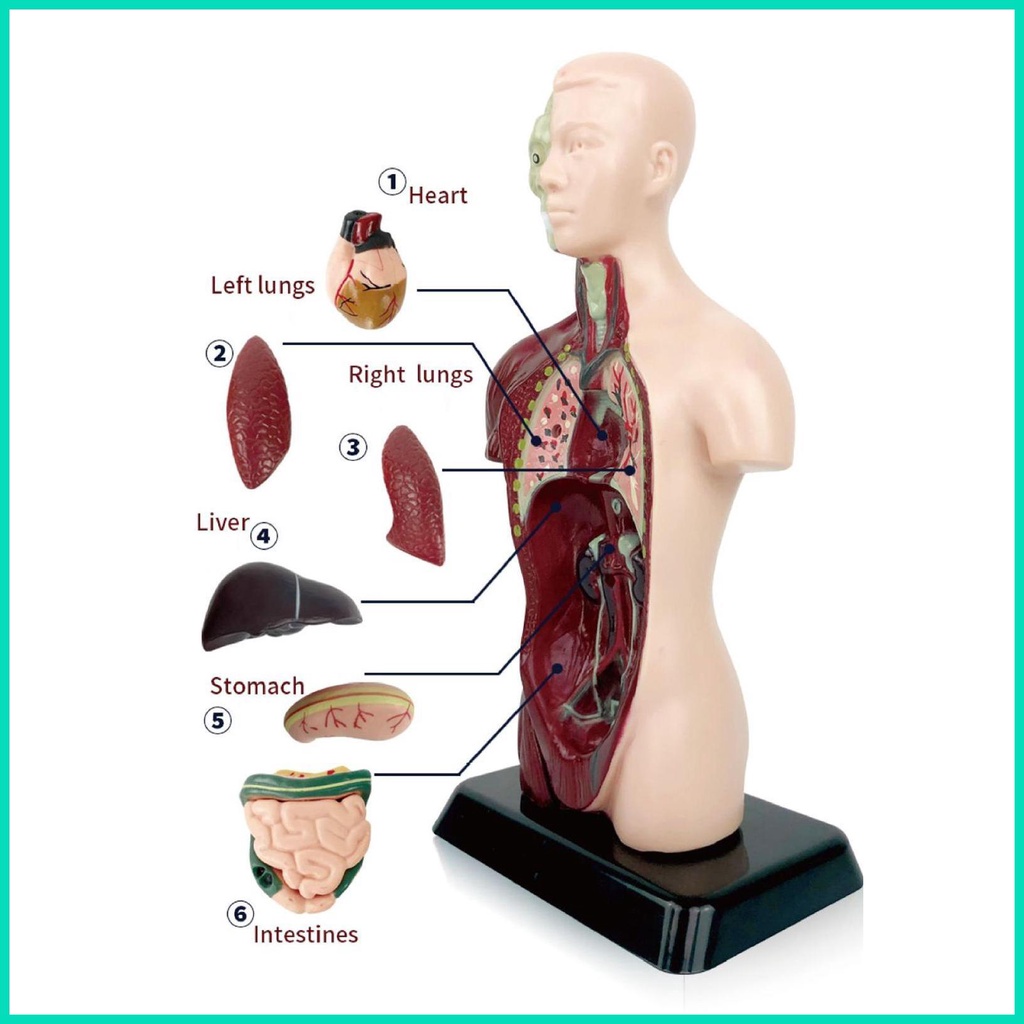 Bộ 6 Mô Hình Cơ Thể Người Torso Bằng PVC Dành Cho Học Sinh