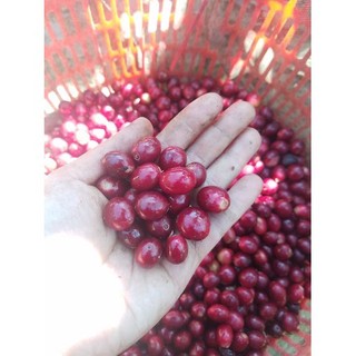 0.5kg Cà phê nhân xanh Arabica Cầu Đất (Nhặt tay, 100% trái chín) ( chuyên cây giống )
