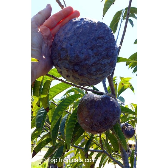 cây giống na cổ HGJHJ (chi lang shop)