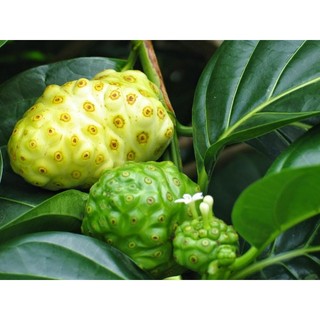 1kg trái nhàu rừng khô, thu hái từ rừng tự nhiên, hàng sạch nhà làm thủ công
