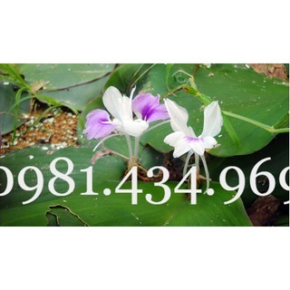 Củ địa liền 01kg đẹp chuẩn
