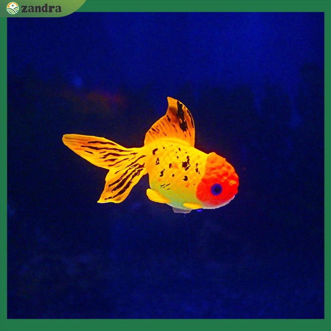 Mô Hình Cá Vàng Giả Bằng Silicone Phát Quang Dùng Trang Trí Bể Cá
