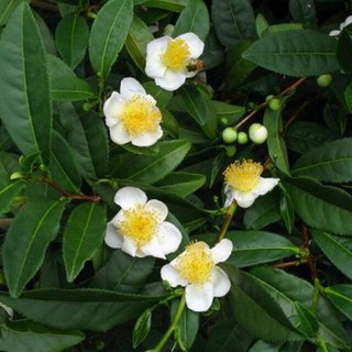 Cây CHÈ xanh ( cây trà xanh ) giống