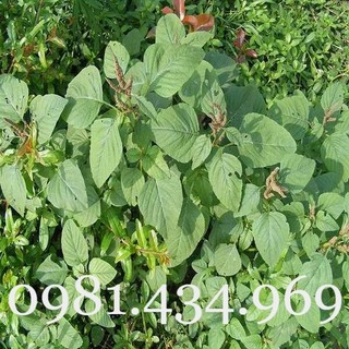 Cây rau dền gai khô 01kg mới