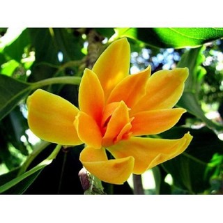 Bầu cây giống cây ngọc lan hoa vàng