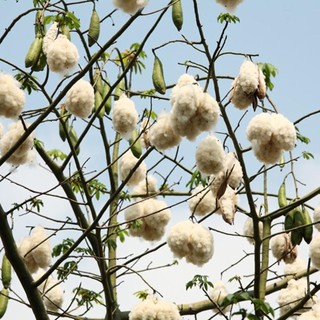 Hạt giống cây bông gòn - Nhiều công dụng, Dễ trồng