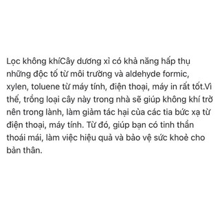 dương xỉ  thân gỗ (cây giống bao sống)
