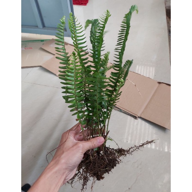 [1 KHÓM ]cây dương xỉ