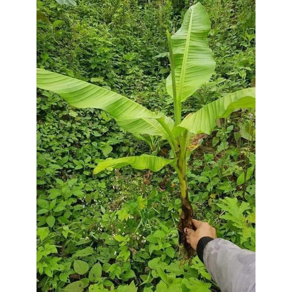 Cây chuối hột rừng