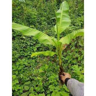 Cây chuối hột rừng