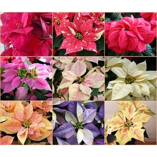 Cây giống hoa trạng nguyên(mua 5 tặng 1)